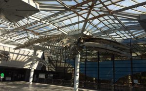 ８月「長居自然史博物館」に行きました。