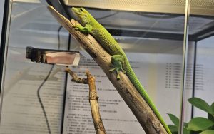 リールスメイト蛍池です！